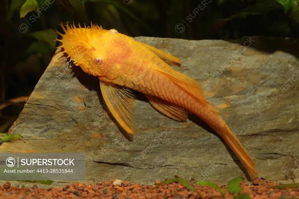 Ancistrus Gold/Albino